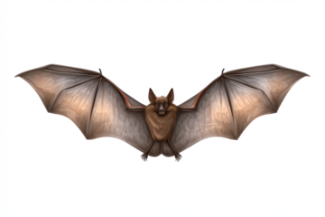 Detailed illustration of a bat in flight wings spread isolated on a white background perfect for educational materials and Halloween designs