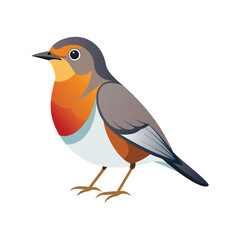 American Robin birds vector illustration