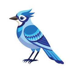 Blue Jay bird vector illustration