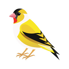 American Goldfinch vector illustration