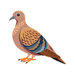 Mourning dove bird vector illustration