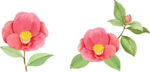 椿の花の水彩イラスト