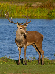 Red deer, Cervus elaphus