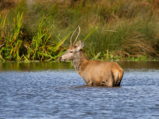 Red deer, Cervus elaphus