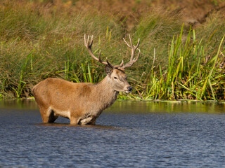Red deer, Cervus elaphus
