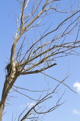 tree branches against blue sky