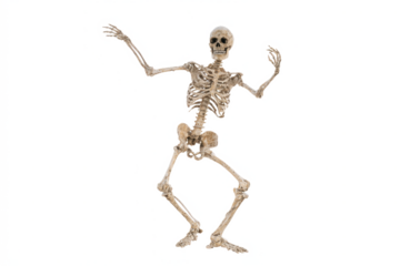Anatomical skeleton in a dancing pose isolated on white for medical illustration and Halloween concepts