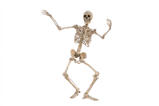 Anatomical skeleton in a dancing pose isolated on white for medical illustration and Halloween concepts