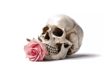 Human skull with a pink rose in its mouth studio shot on white symbolizing mortality and the beauty of life