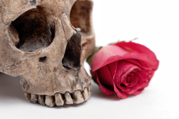 Human skull with a red rose a symbol of mortality and beauty isolated on white background