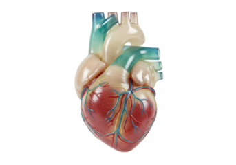 Human heart model isolated on transparent background, anatomical organ for medical education and healthcare