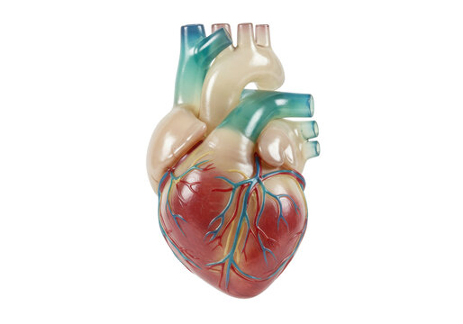 Human heart model isolated on transparent background, anatomical organ for medical education and healthcare - Powered by Adobe