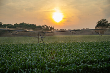 Irrigated field. Automatic sprinkler watering green farmland at sunset. Watering, irrigation and cultivated sprinkling concept.