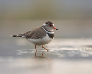 Three-banded Plover (Charadrius tricollaris), taken in South Africa 