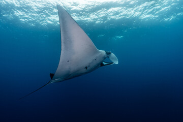 Giant, Oceanic Manta Ray in the Galapagos