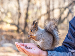 A squirrel in the spring or autumn eats nuts from a human hand. Eurasian red squirrel, Sciurus vulgaris
