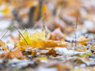First snow on the green grass and fallen leaves in autumn. Yellow and green fallen leaves on the grass with snow.