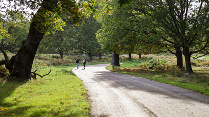 Obraz premium Two People Walking on a Gravel Road Through a Green Forest