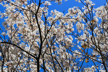 Low-angle view of a White Ipê tree canopy (Handroanthus roseo-albus) in full bloom, with dense clusters of white flowers contrasting with dry branches and the intense blue sky.