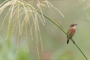 ススキにとまるノビタキ