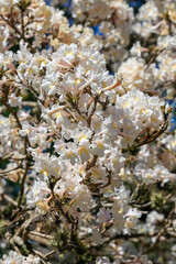 Close-up of White Ipê flowers (Handroanthus roseo-albus) in full, dense bloom, showcasing white petals and a yellow/peach interior, under intense sunlight.