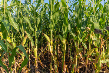 Fototapeta premium Cornfield close-up. Young corn growing in the cornfield.