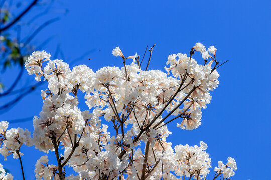 Close-up of the canopy of a White Ip&ecirc; tree (Handroanthus roseo-albus) in full bloom, showing dense clusters of white flowers in strong contrast with the pure blue sky.