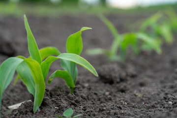 A row of young corn sprouts. Corn cultivation. Close-up of a corn sprout in the field.