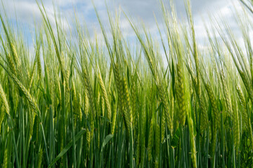 Grain crops close-up. Cultivation of grain crops.