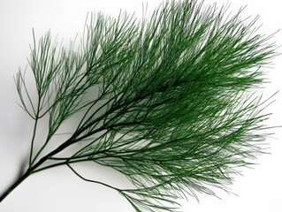 Green plant branch with fine, feathery leaves resting on a light background, showcasing the delicate structure and vibrant color of the foliage under soft light