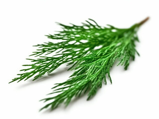 Fresh green cedar branch close-up showcasing fine needles, vibrant colors, and natural details, illustrating the beauty of foliage and plant life in nature