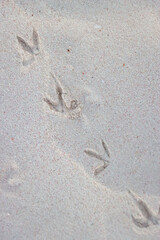 Tiny bird footprints on a white sand beach. 