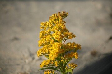 Dune Flower