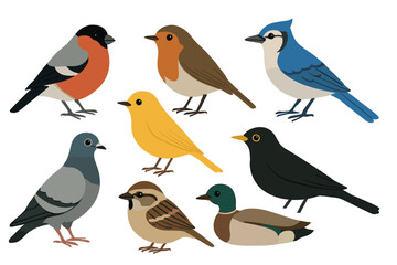 Common garden and city birds vector illustration set. Flat collection of various bird species like robin, sparrow, and pigeon.