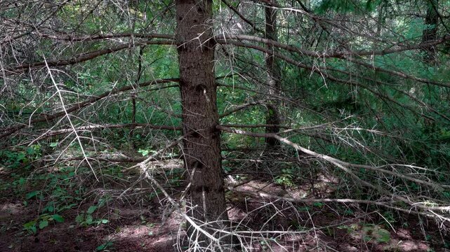 Dense impassable spruce forest