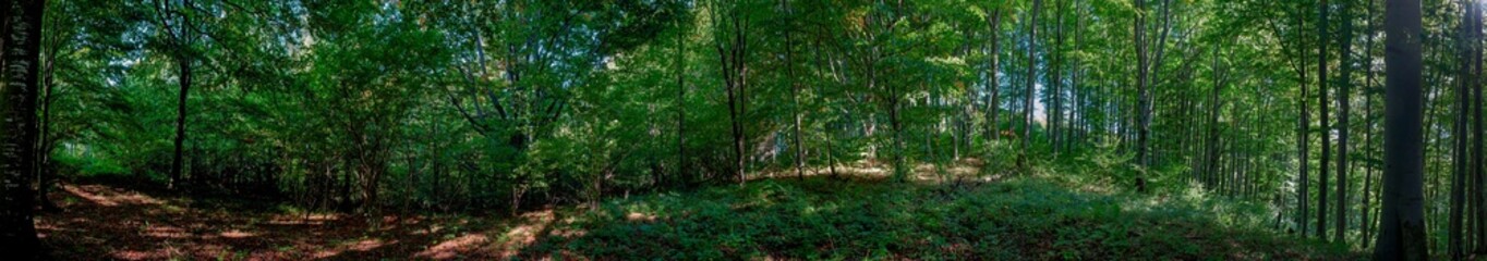 Panorama of dark green forest, gloomy light, forest in summer.