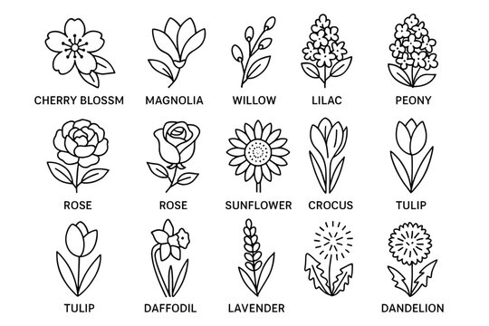 Floral line art collection featuring cherry blossom, magnolia, and more