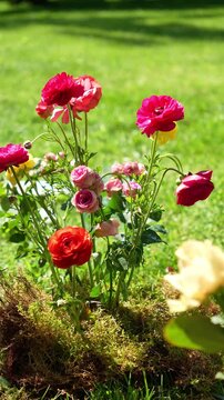 A female florist waters a wedding ekibana of poppies and roses with her hands