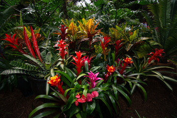 red and yellow flowers
