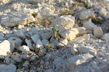 Resilient green plant emerging from scattered white stones and rough gravel in a dry outdoor setting