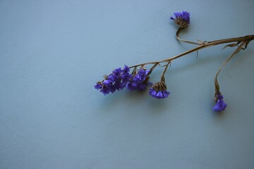 Ramo de flor do campo desidratada na lateral esquerda sobre fundo neutro azulado, com espa&ccedil;o vazio para composi&ccedil;&atilde;o. Dried wildflower stem on the left side over a neutral blue background, with e