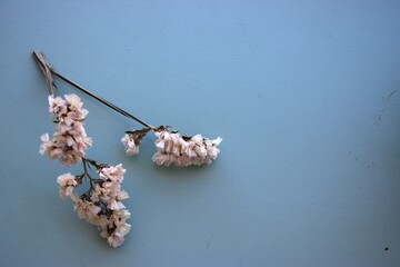 Ramo de flor do campo desidratada na lateral esquerda sobre fundo neutro azulado, com espa&ccedil;o vazio para composi&ccedil;&atilde;o. Dried wildflower stem on the left side over a neutral blue background, with e