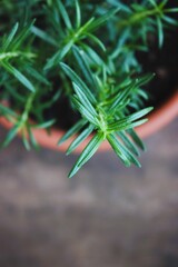 : Alecrim em vaso de barro &mdash; erva arom&aacute;tica verde cultivada em casa de folhas verdes e textura natural 
Rosemary in clay pot &mdash; fresh green aromatic herb grown at home