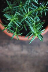 Alecrim em vaso de barro &mdash; erva arom&aacute;tica verde cultivada em casa, com folhas verdes e textura natural 
Rosemary in clay pot &mdash; fresh green aromatic herb grown at home
