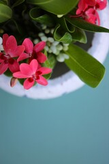 Vaso de cer&acirc;mica branco com flores do campo brancas e rosadas sobre fundo azul claro, mockup, espa&ccedil;o para preencher. White ceramic vase with white and pink wildflowers on a light blue background