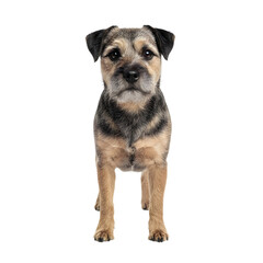 Border Terrier PNG &ndash; Realistic Small Brown Terrier Dog Full Body on Pure White Background