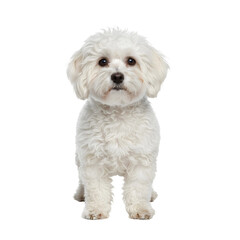 Bolognese Dog PNG – Cute White Fluffy Bolognese Dog Full Body Transparent Background