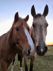 Fototapeta premium Two friendly horses looking at the camera against the backdrop of a sunset