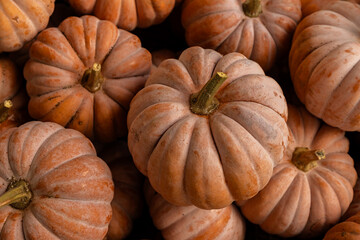 close-up of warm orange pumpkins 