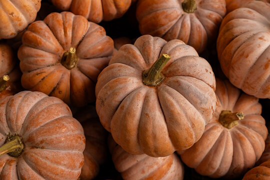close-up of warm orange pumpkins 